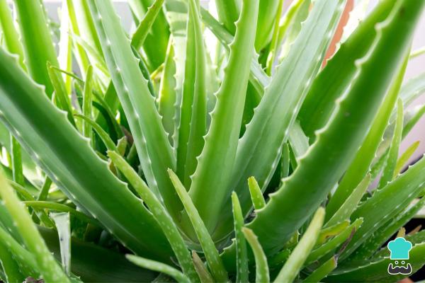 Jugo de aloe vera - Para qué sirve - Propiedades del aloe vera